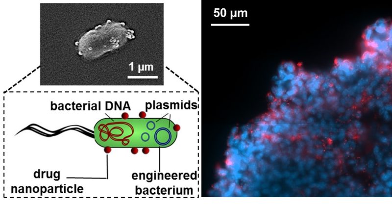 Nanoscale Bacteria-Enabled Autonomous Delivery Systems (NanoBEADS)