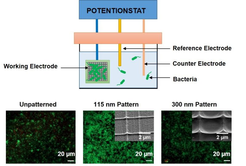 Electroactive Biofilms for Microbial Fuel Cells