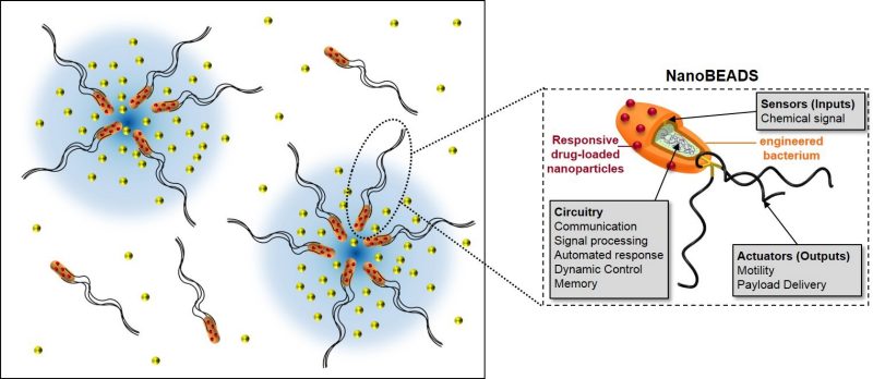 Distributed Control Strategies Inspired by Bacteria Population Dynamics